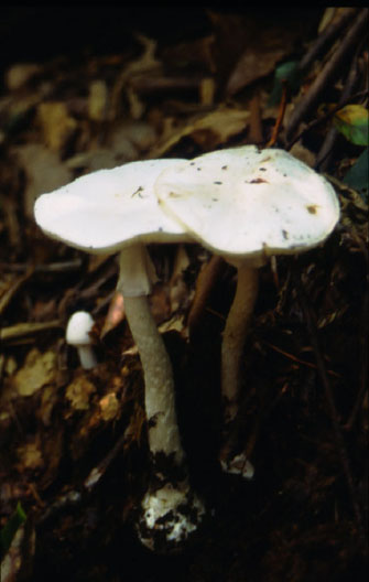  fungi